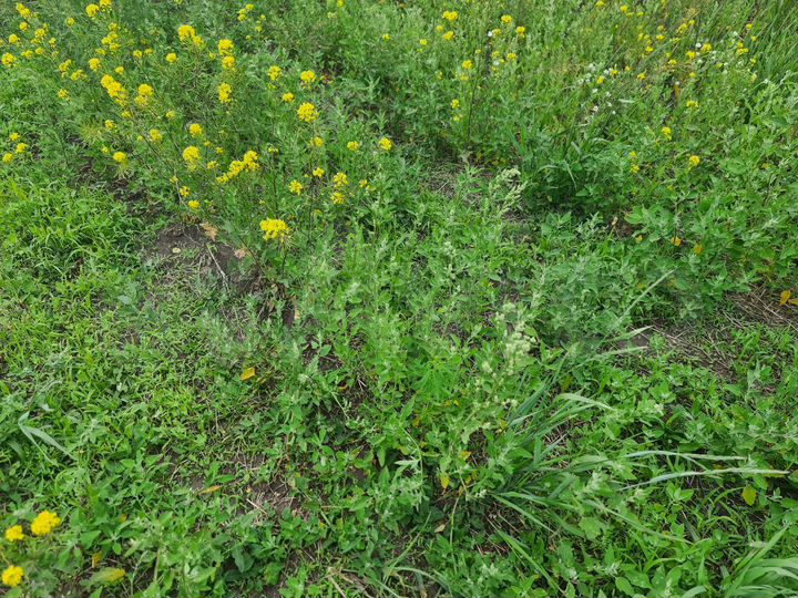 Участок 2,7 га (СНТ, ДНП)