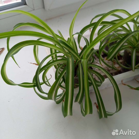 Хлорофитум