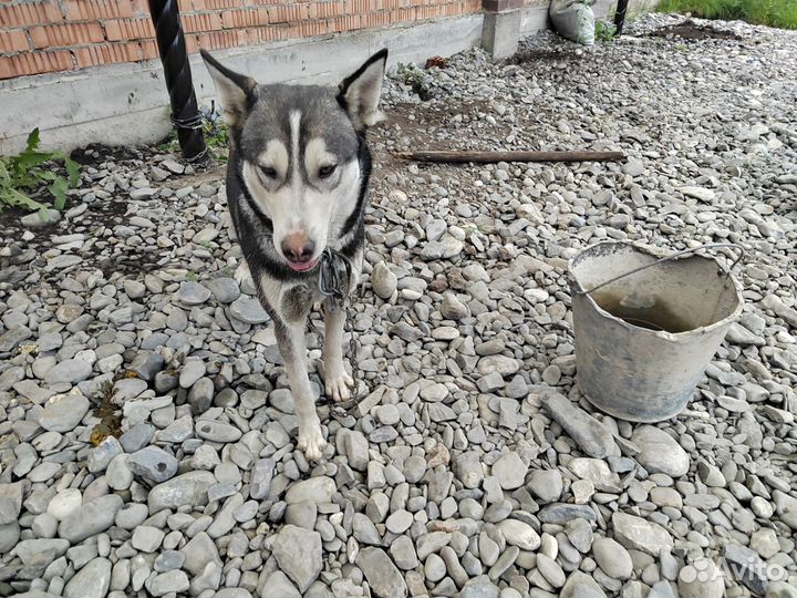 Отдам в добрые руки