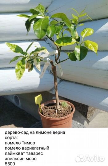 Цитрусовое дерево-сад