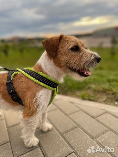 Вязка кобель джек рассел брокен