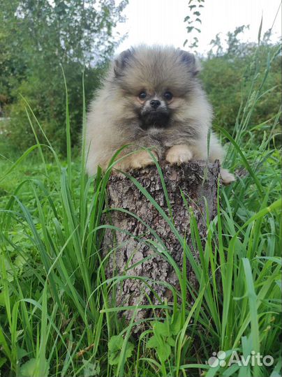 Померанский шпиц мини