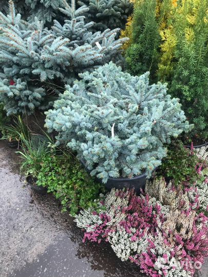 Ель глаука глобоза