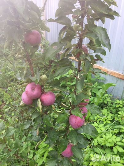 Яблони абрикос персик