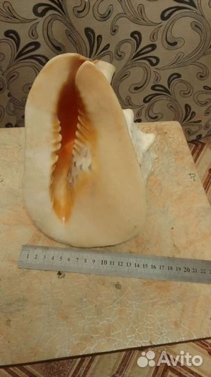 Морская раковина