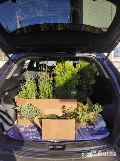 Туя смарагд