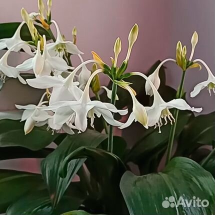 Эухарис амазонская лилия