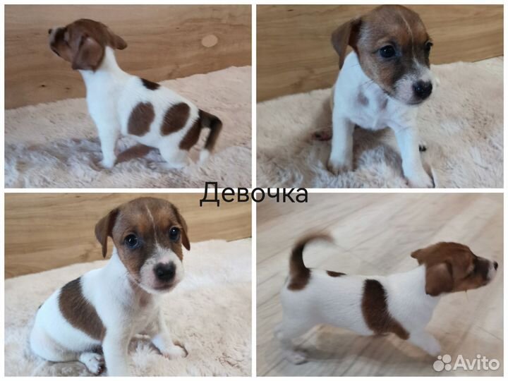 Щенки Джек рассел терьер