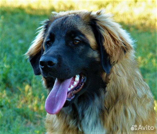 Леонбергер/щенки