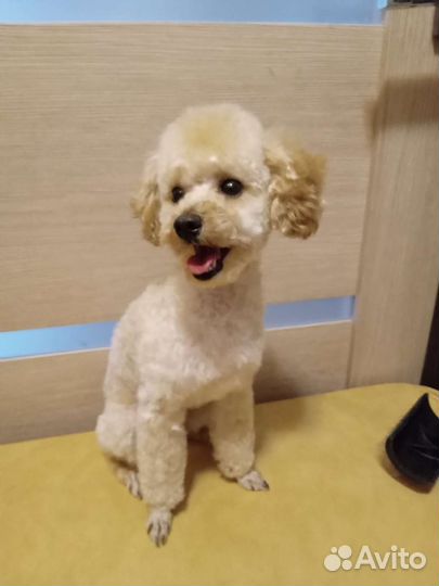 Стригу собак