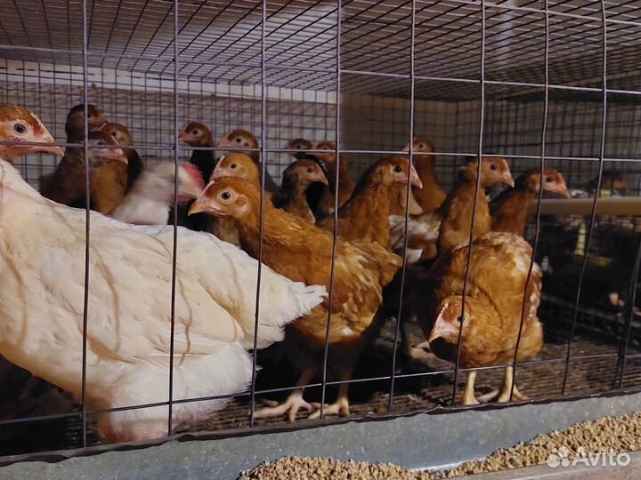 Куры несушки
