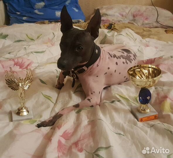 Американский голый терьер - вязка