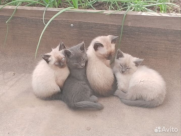 Котятки-дикушки