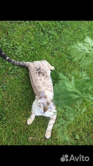 Бенгальский кот