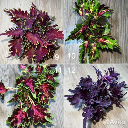 Колеусы вегетативные