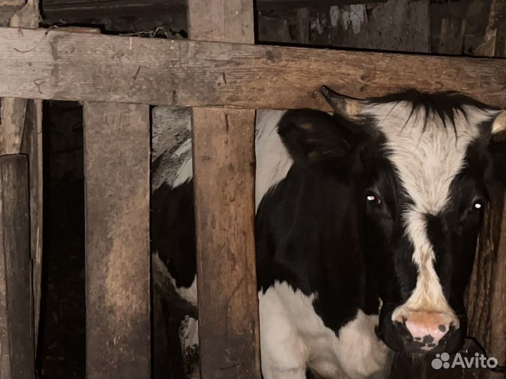 Корова телка