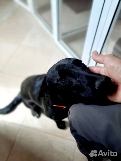 Самая ласковая - Жужа ищет дом