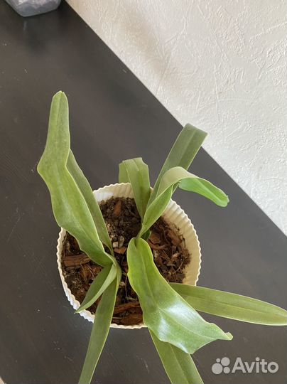 Орхидея венерин башмачок пафиопедилум