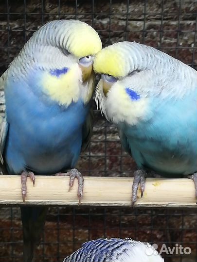 Волнистый попугай выставочный 