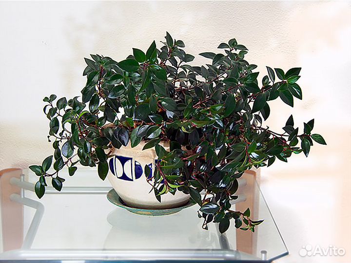 Нематантус цветок домашний