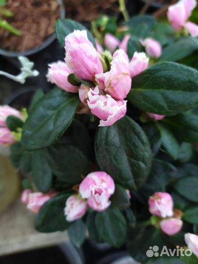 Азалии, магония, гибискусы