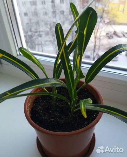 Лавр благородный в горшке