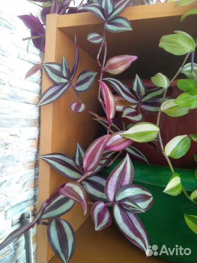 Традесканция зебрина, нанук, сеткреазия,рэо