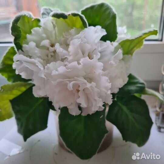 Продам цветы комнатные фиалка