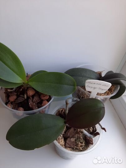 Орхидея фаленопсис