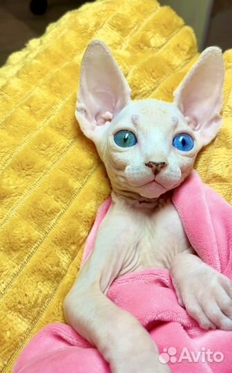 Канадский сфинкс