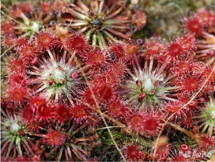 Хищное растение росянка drosera pygmaea pygmy