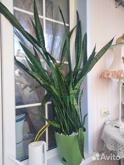 Сансевиерия