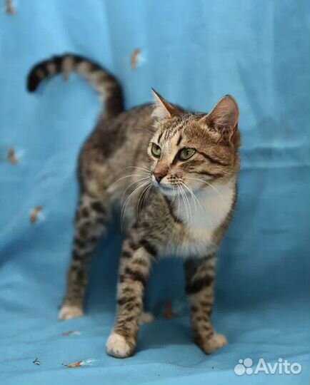 Кот из Голой Пристани Херсон потерял дом