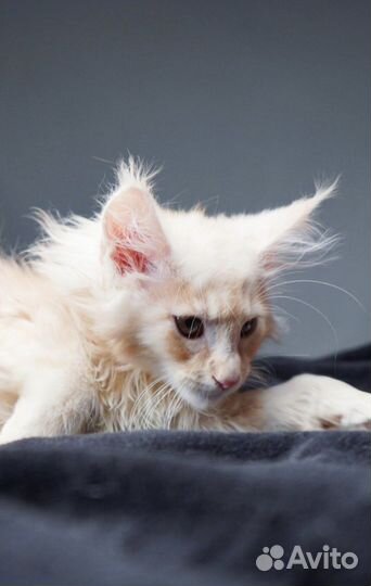 Полидакты и классики котята и вязка