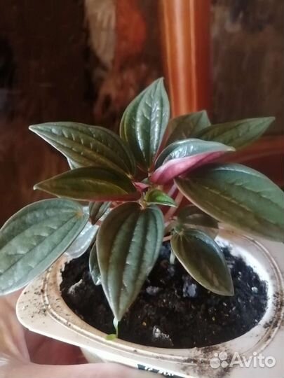 Пеперомии-4 сорта