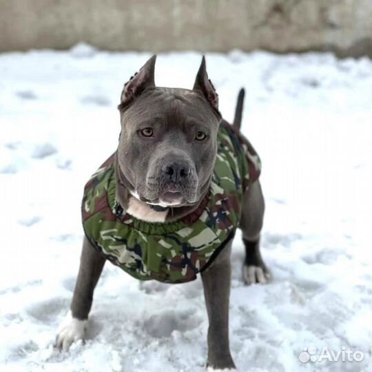 Одежда для собак крупных пород