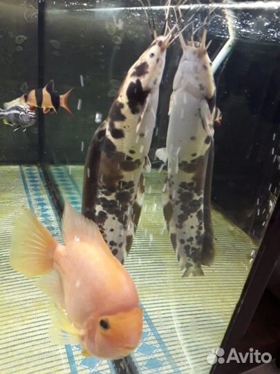 Аквариум 400л+рыбки+тумба+фильтр Tetra 1200