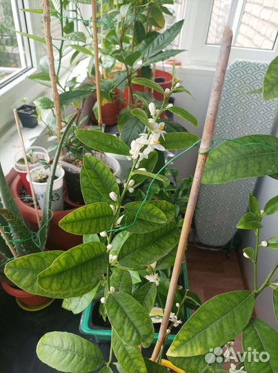 Лаймкват Юстис. Лайм, Лимон, Цитрус