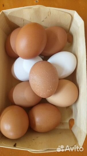 Домашние куриные яйца