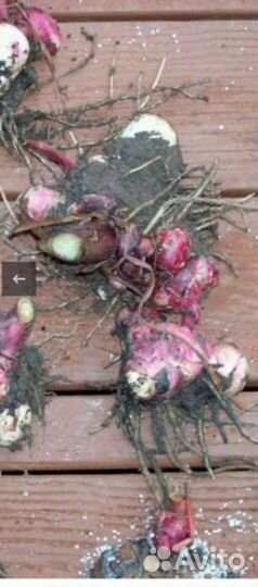 Цветы и клубни канны