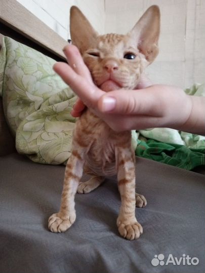 Донской сфинкс-браш