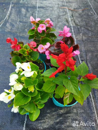 Сальвия, бегония вечноцветущая рассада