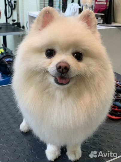 Стрижка собак и кошек