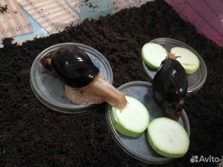 Улитки ахатины бесплатно