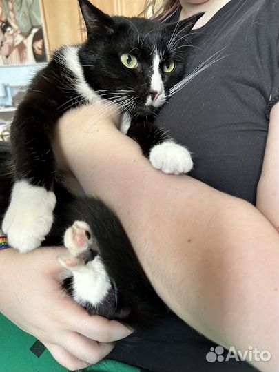 Кошки в добрые руки