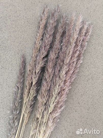 Сухоцвет вейник