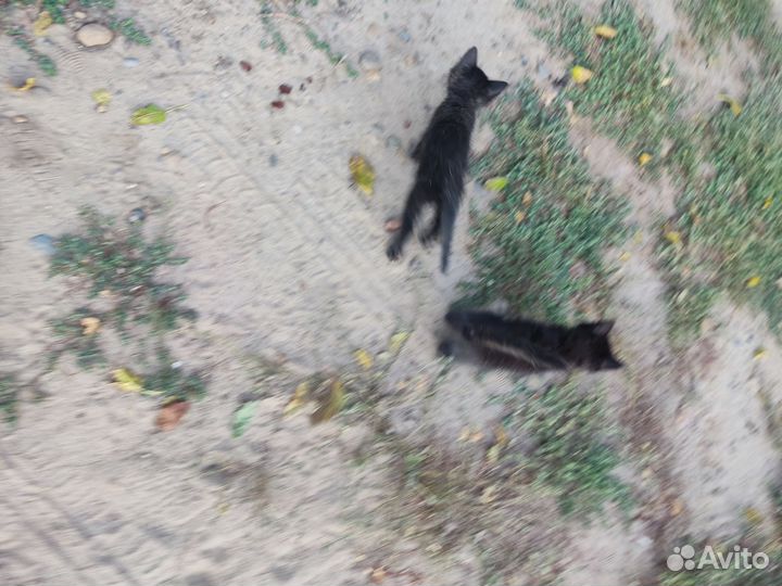 Котята черные