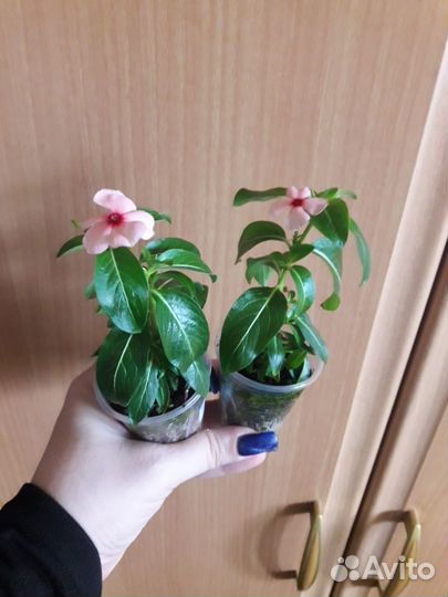 Катарантус, Шеффлера, Эпипремнум Неон, Н-Джой