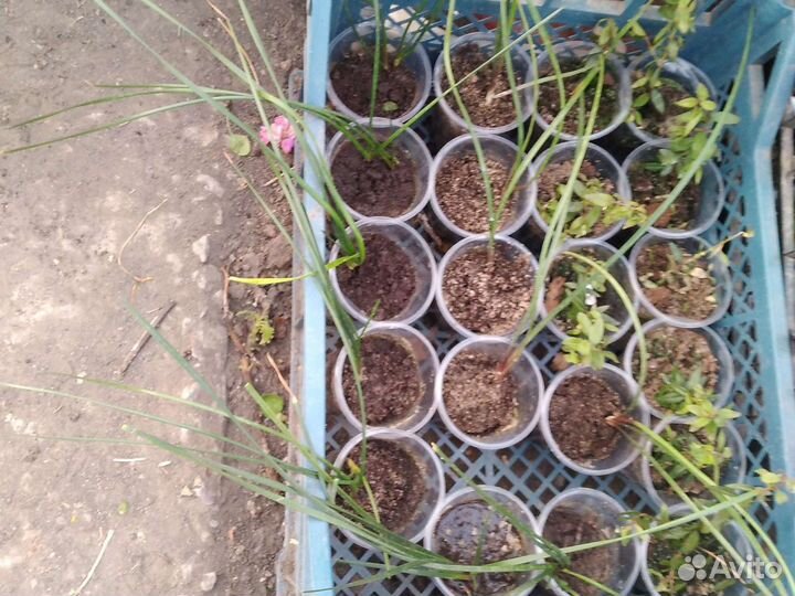 Сциндапсусы, Эпипремнумы,Традесканции,Зефирантесы