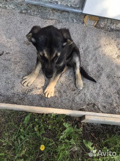 Собака в добрые руки щенок